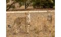 Cheetah Experience Thumbnail 4