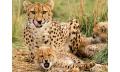 Cheetah Experience Thumbnail 5