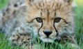 Cheetah Experience Thumbnail 6