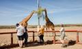 Giraffe Safari and a day at Monarto Safari Park Thumbnail 1