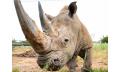 Black &amp; White Rhino Interactive Thumbnail 1
