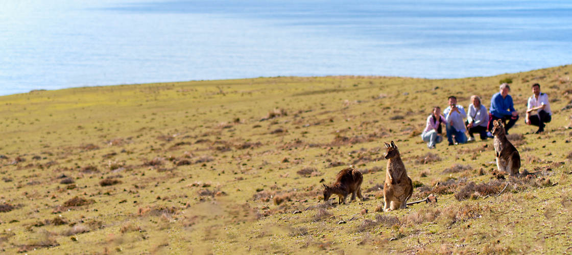 par avion maria island walking tour wildlife