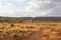 Alice Springs Sunset Camel Ride Thumbnail 2