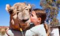 Alice Springs Sunset Camel Ride Thumbnail 5