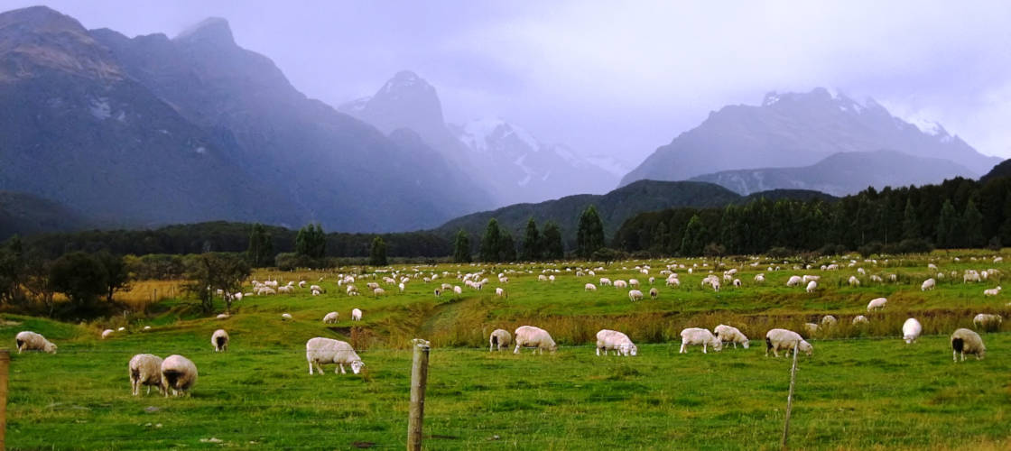 Pure Glenorchy Lord of the Rings