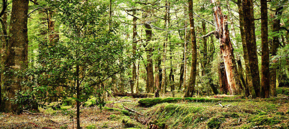 Lord of the Rings Pure Glenorchy