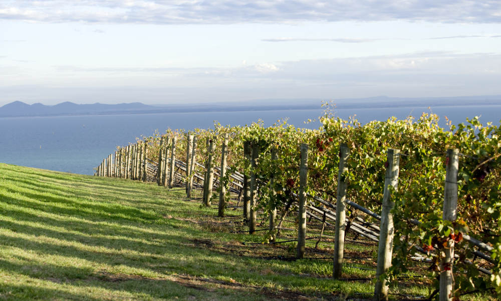 Jack Rabbit Vineyard