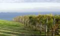 Bellarine Peninsula Sightseeing Tour including Sailing Cruise and Lunch Thumbnail 3