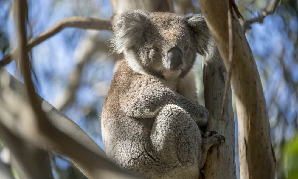 French Island Koalas