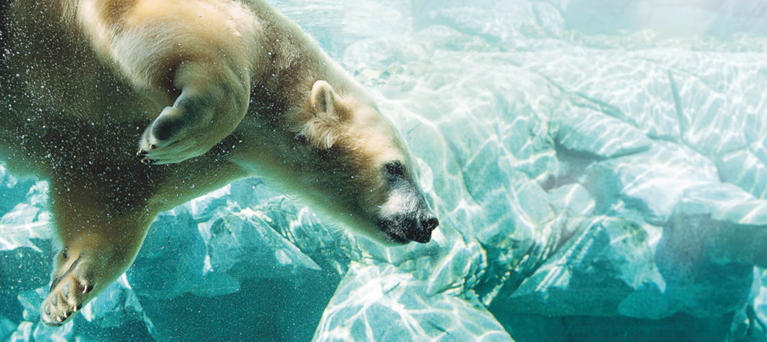 sea world polar bear