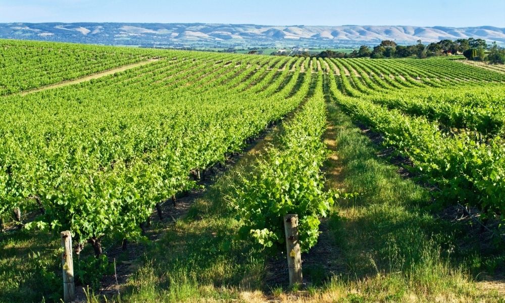 McLaren Vale Vineyards 