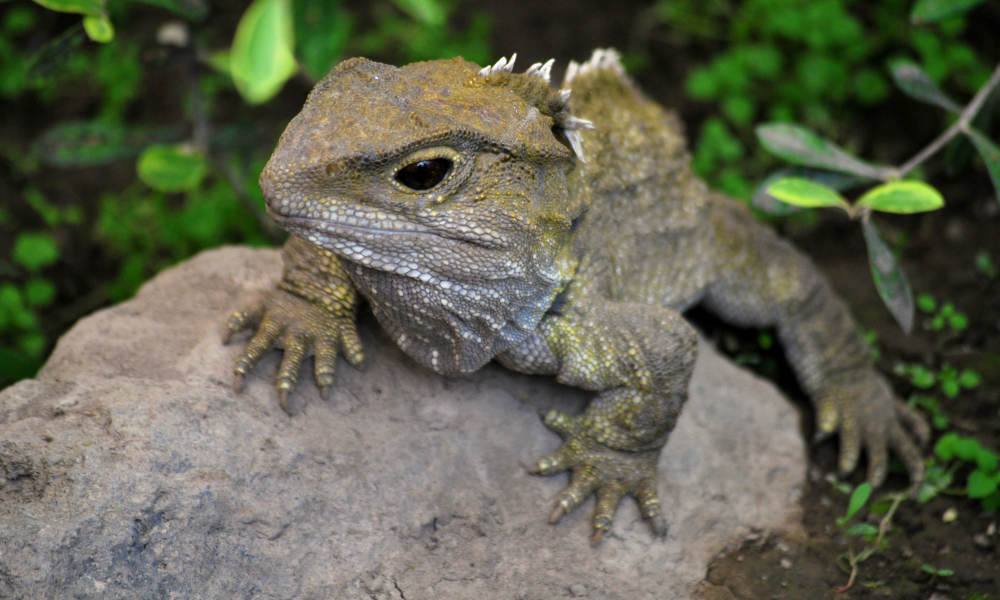 Willowbank Wildlife Tuatara