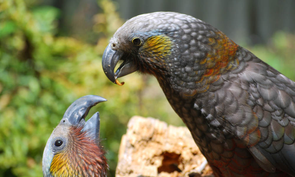 Willowbank Wildlife Reserve Park