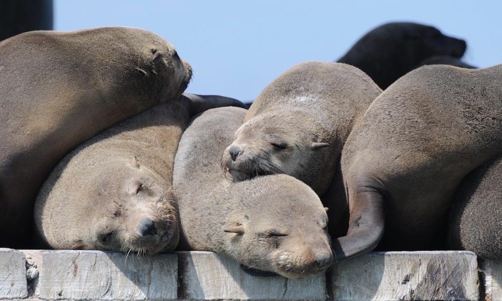 Seal sunbaking 