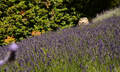 Ashcombe Maze And Lavender Gardens Thumbnail 2