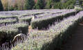 Ashcombe Maze And Lavender Gardens Thumbnail 4