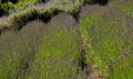 Ashcombe Maze And Lavender Gardens Thumbnail 6