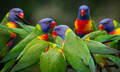 Currumbin Wildlife Sanctuary Annual Pass Thumbnail 2