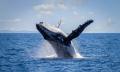 Sydney Morning Whale Watching Cruise Thumbnail 2