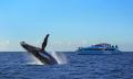 Sydney Morning Whale Watching Cruise Thumbnail 1