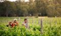 Gemtree Wines Guided Winery Tour including Private Dining Experience and Wine Tastings Thumbnail 5