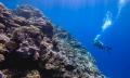 Full Day Great Barrier Reef Tour with Dive Thumbnail 2