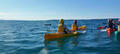 Byron Bay Dolphin Kayaking Tour Thumbnail 3