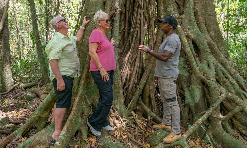 Guided Daintree rainforest walk