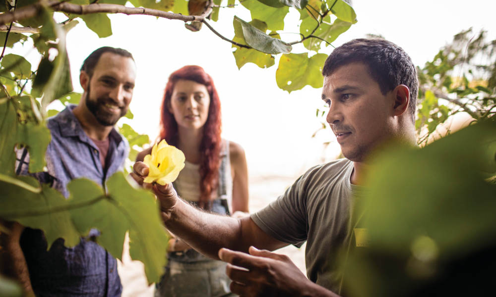 Guided Daintree rainforest walk