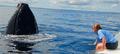 Hervey Bay Full Day Whale Watching Sailing Cruise including Lunch Thumbnail 3