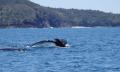 Whale Watching Jet Boat Adventure from Noosa Thumbnail 3