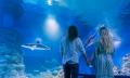Aquarium by Twilight with 3 Course Dinner Thumbnail 1