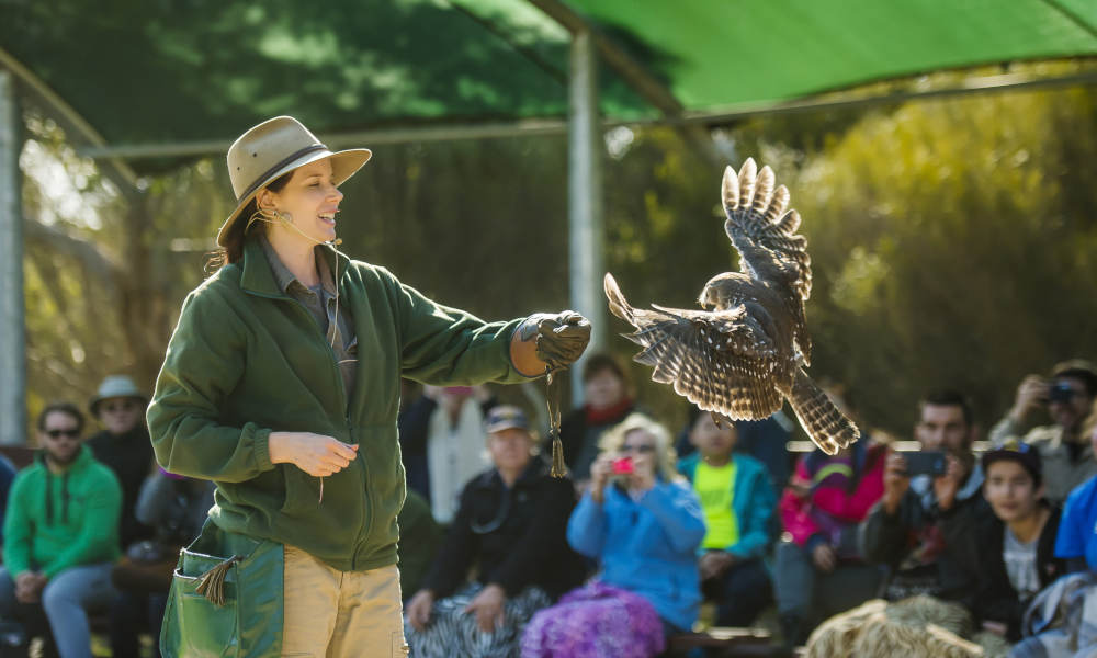Raptor Domain In-Flight Birds of Prey display