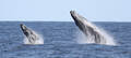 Luxury Whale Watching Cruise Thumbnail 1