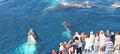Spirit of Gold Coast Whale Watching Cruise Thumbnail 3