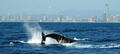 Spirit of Gold Coast Whale Watching Cruise Thumbnail 4