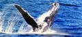 Spirit of Gold Coast Whale Watching Cruise Thumbnail 6