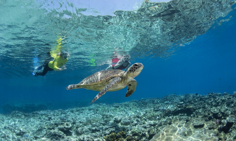 snorkelling with turtles