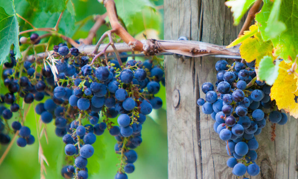 yarra valley winery tour grapes