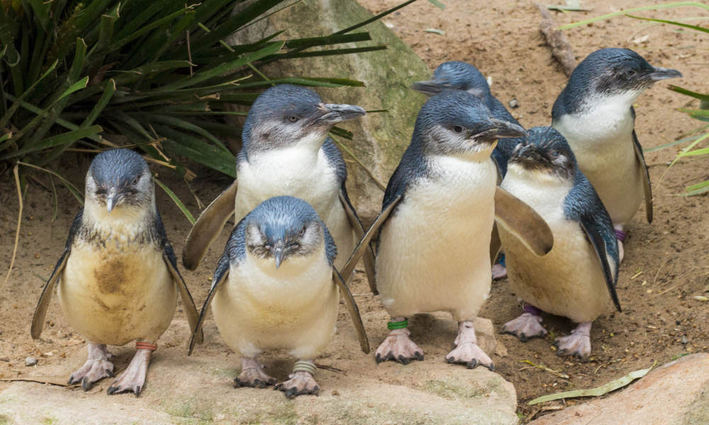 phillip island penguins