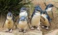 Phillip Island Wildlife and Brighton Beach Boxes Tour Thumbnail 3