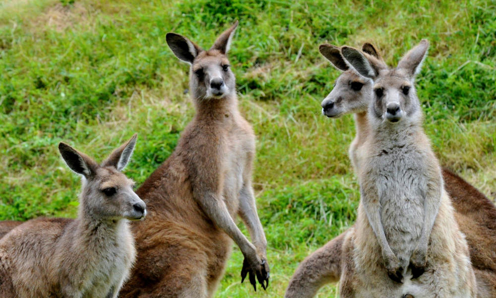 kangaroos