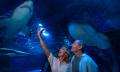 SEA LIFE Sunshine Coast Entry for RACQ Members Thumbnail 2