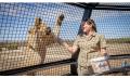 Lions, Wines and Limousine Thumbnail 2