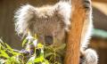 Cleland Wildlife Park Tour from Adelaide Thumbnail 2