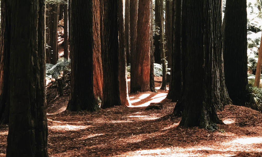 Otway National Park