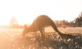 12 Apostles, Otways &amp; Great Ocean Road Private Tour from Melbourne Thumbnail 4