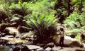 Yarra Valley and Dandenong Ranges Private Tour from Melbourne Thumbnail 1