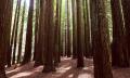 Yarra Valley and Dandenong Ranges Private Tour from Melbourne Thumbnail 2