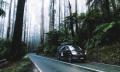 Yarra Valley and Dandenong Ranges Private Tour from Melbourne Thumbnail 6